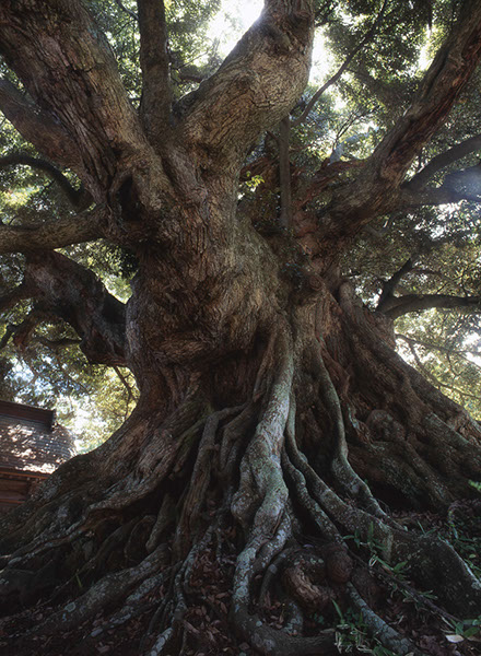 shii称名寺のスギ045glow