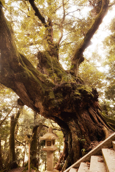 shii生王部神社のスタジイ_103glow