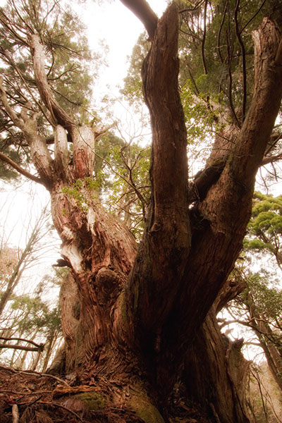 sugi京都_伏状台杉121glow