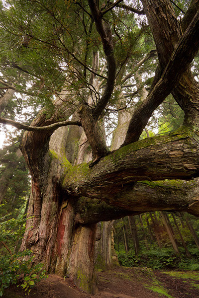 sugi五十谷の大杉1276