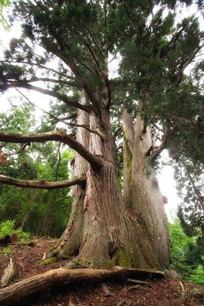 sugi石徹白の浄安杉0608glow