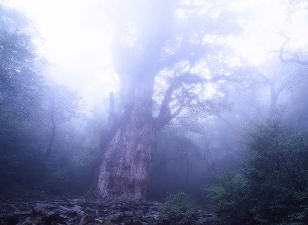 sugi縄文杉156aglow