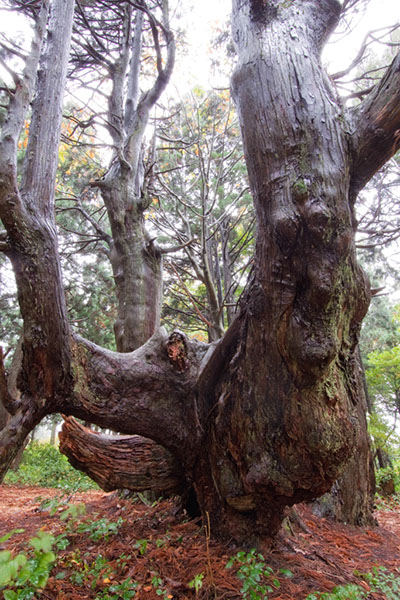 sug幻想の森0376glow