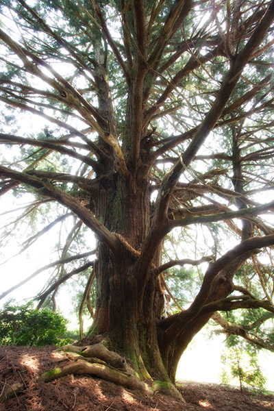 sug五十谷の大杉_0668