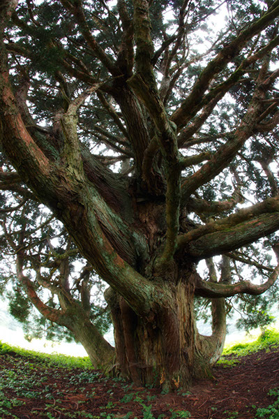 sug小杉の大杉1687glow