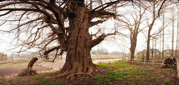 icho寺久保の大銀杏_098Panoglow