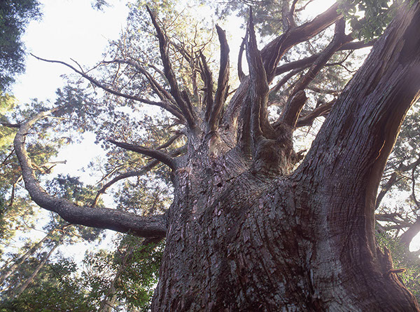su智満寺の十本杉006