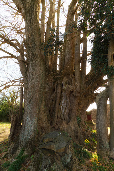 icho本郷のイチョウ045glow