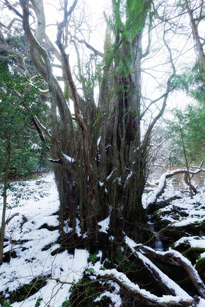 katu久保のカツラ069glow