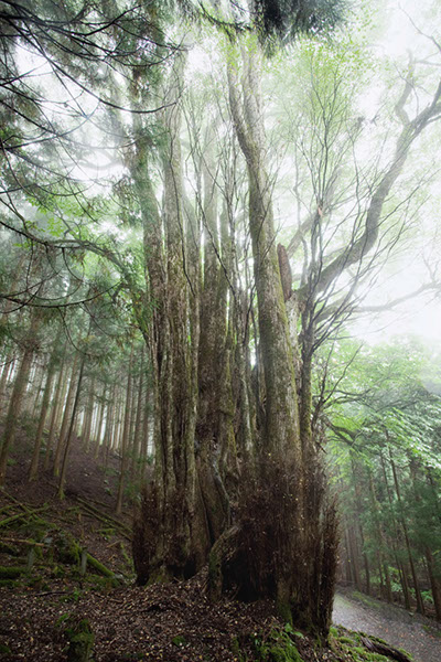 katu玉取山のカツラ040glow2