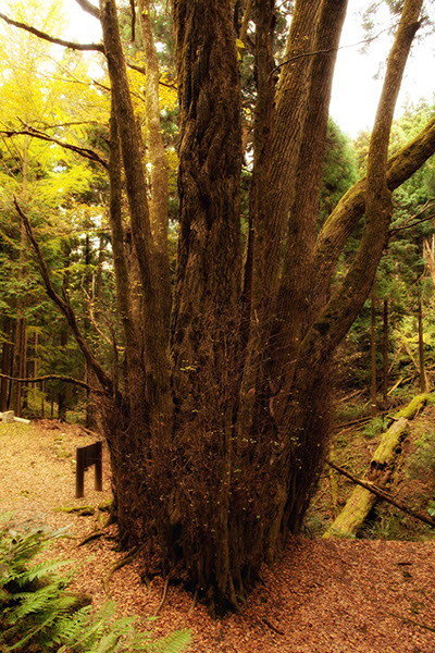 kat井戸神社のカツラ2242glow