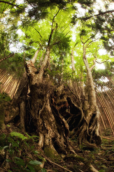 kat岩屋のカツラ1167glow