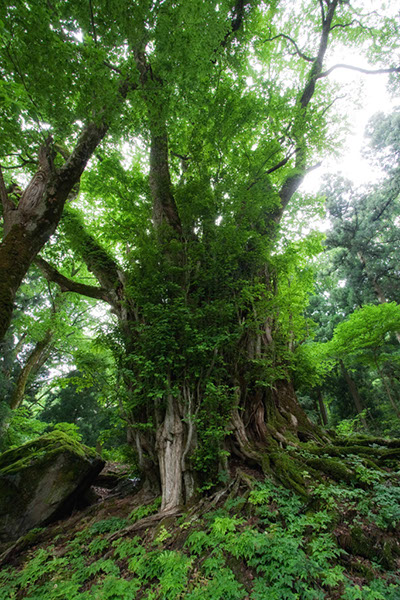 kat打波の大桂0623glow