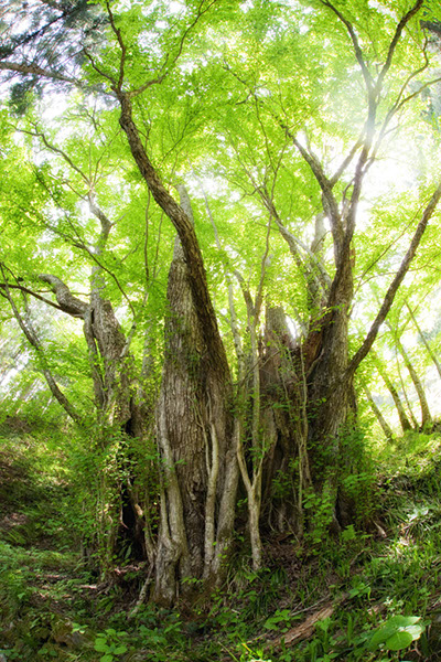 kat竹崎のカツラ0004glow