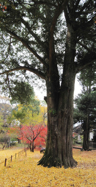 kaya九品仏寺のカヤ5828Pano_glow