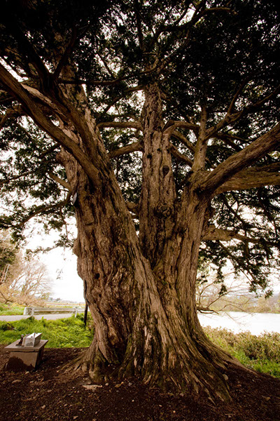 kaya小鳥崎のカヤ305