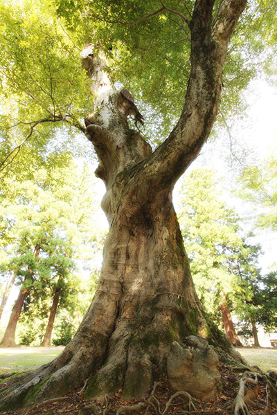 keya琴毘沙神社の大ケヤキ_038glow