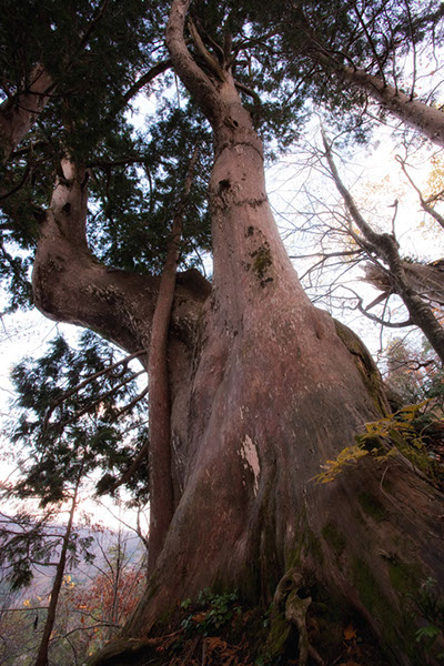 kur縄文のクロベ6075glow