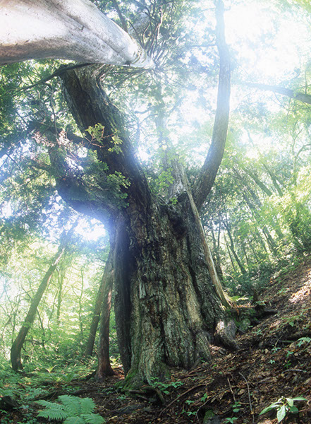 kur抱返り渓谷のクリ03