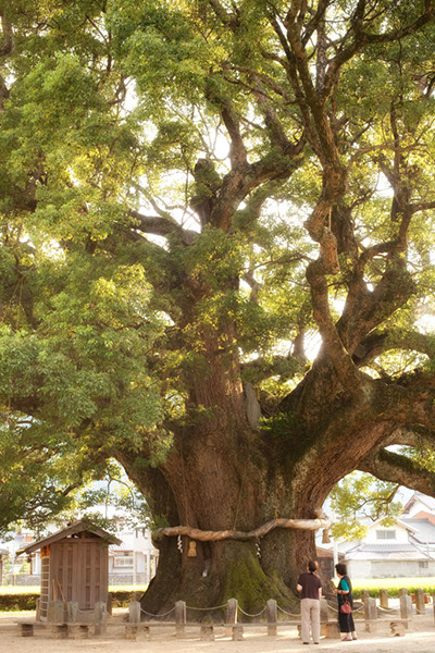 kusu加茂の大クス124glow