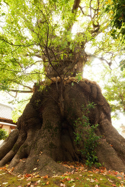 kusu妻田のクスノキ001glow