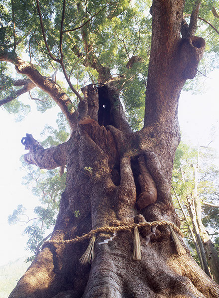 kusu杉鉾別名神社の大クス-003
