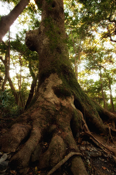 kus伊勢神宮外宮のクスノキ2147glow