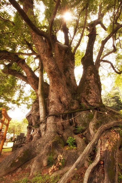 kus大谷のクスノキ0486glow