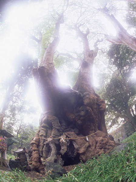 kus来宮神社の楠002