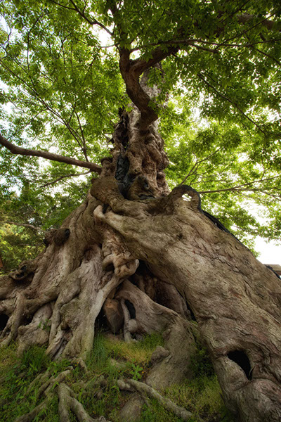 muk命主社のムクノキ0147glow