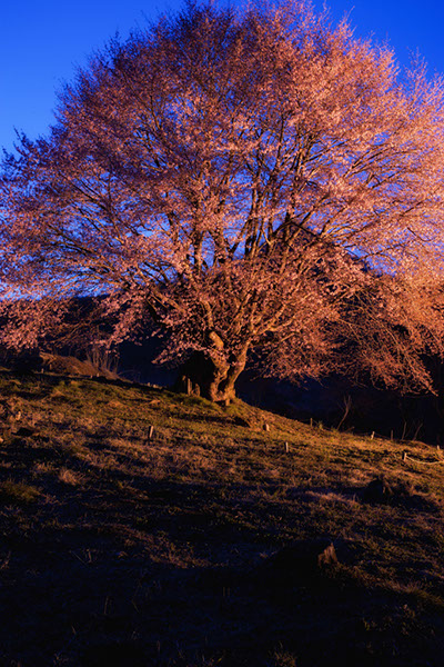 saku天王桜7148glow