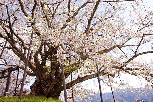 sak素桜神社の神代桜9180