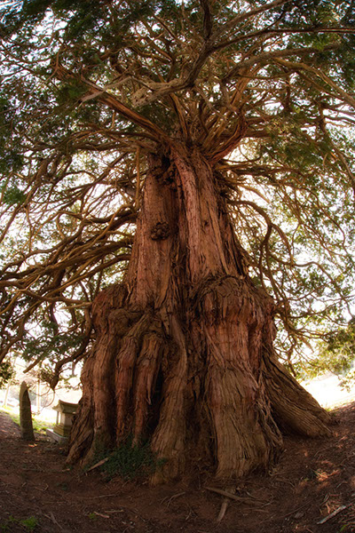 saw沼尻の大ヒノキ0062glow