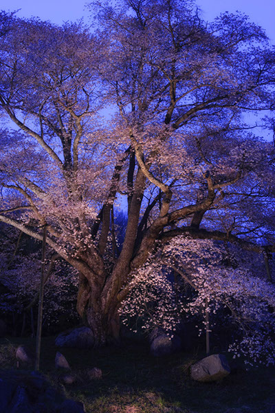 sa越代の桜0144glow