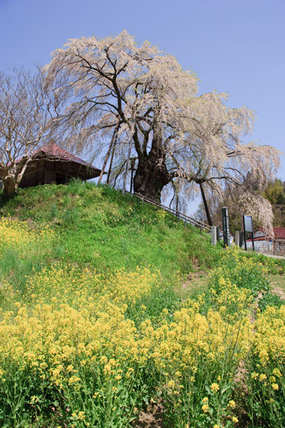 sa紅枝垂地蔵桜0411