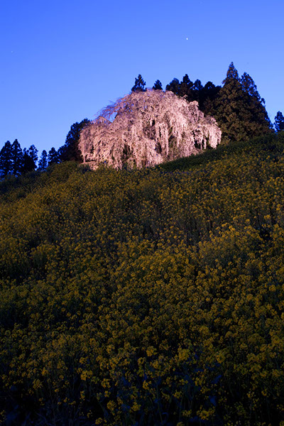 sa合戦場の桜0381