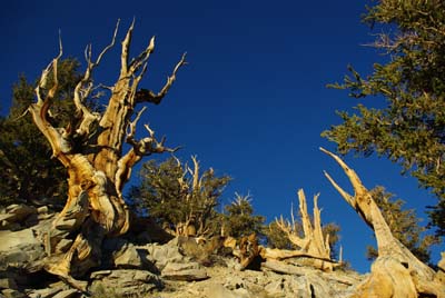 CA__isikawa20100617_0022