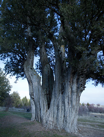スペインビャクシン