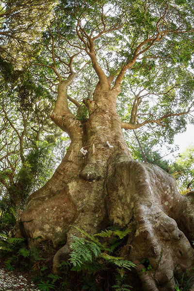 神明神社のヤマモガシ