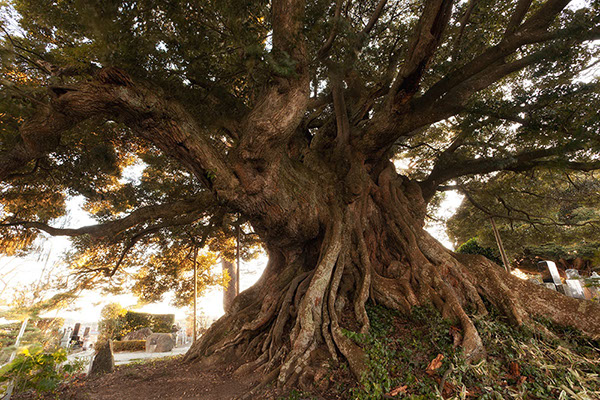 shii称名寺のシイ138glow