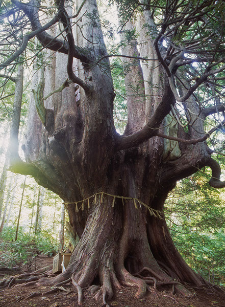 hi十二本ヤス01glow2