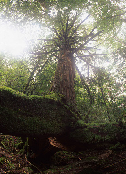 sug屋久島三本足杉040