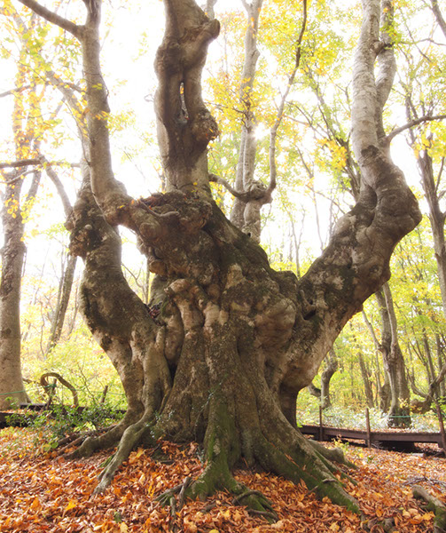 bunあがりこ大王0254Panglow