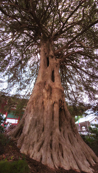 kaya善養寺のカヤ5788pan_glow