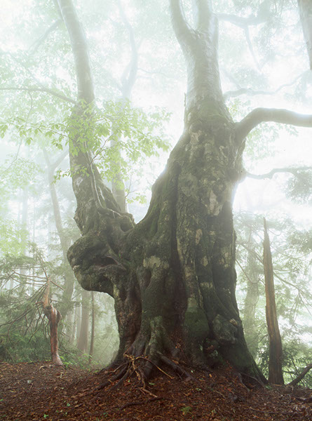 bu抱返り渓谷のブナ04