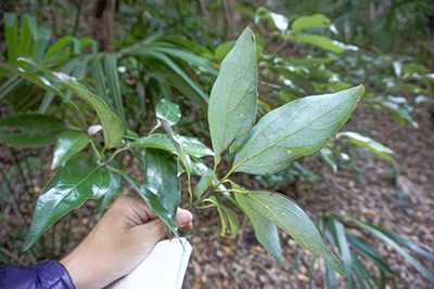 シロダモ、クスノキ科の樹木。葉っぱの裏が白い。
