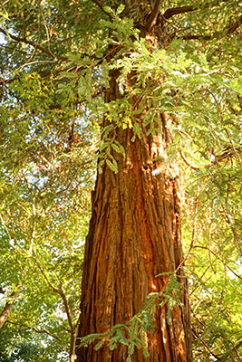 善養寺にはレッドウォッドもあった。世界で一番背が高い樹として有名。