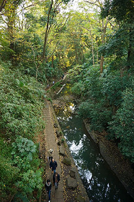 東京にこんなところがと・・・。渓谷の斜面下部の土壌の深い立地にケヤキが伸び伸びと生育している。