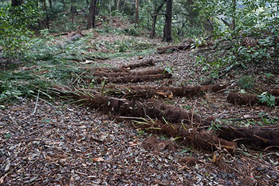 カキツバタと花菖蒲。そしてアヤメの違い。