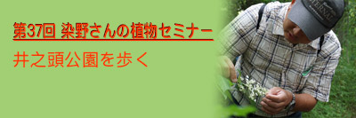 桜を楽しみながら新宿御苑を歩こう
